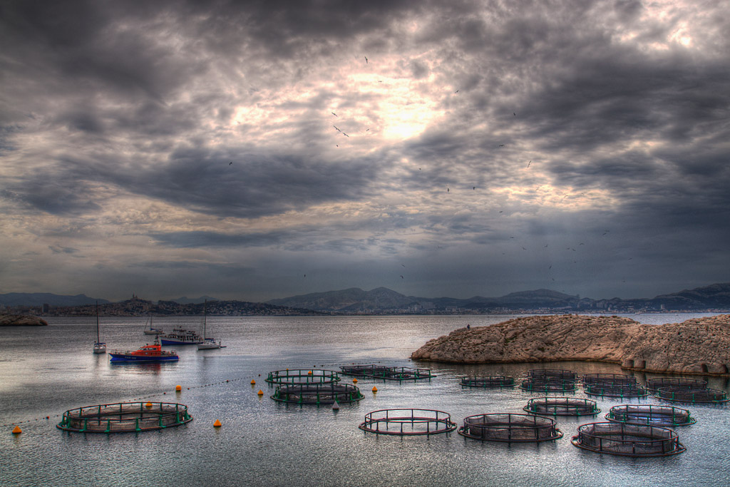Political lessons from early warnings: Marine finfish aquaculture conflicts in Europe