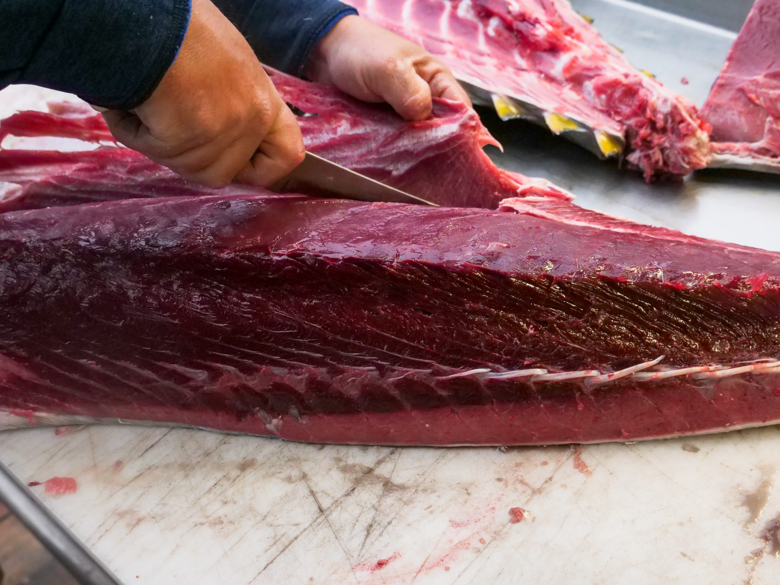 MedReAct insta a la Unión Europea a tomar medidas valientes contra la pesca ilegal del atún rojo