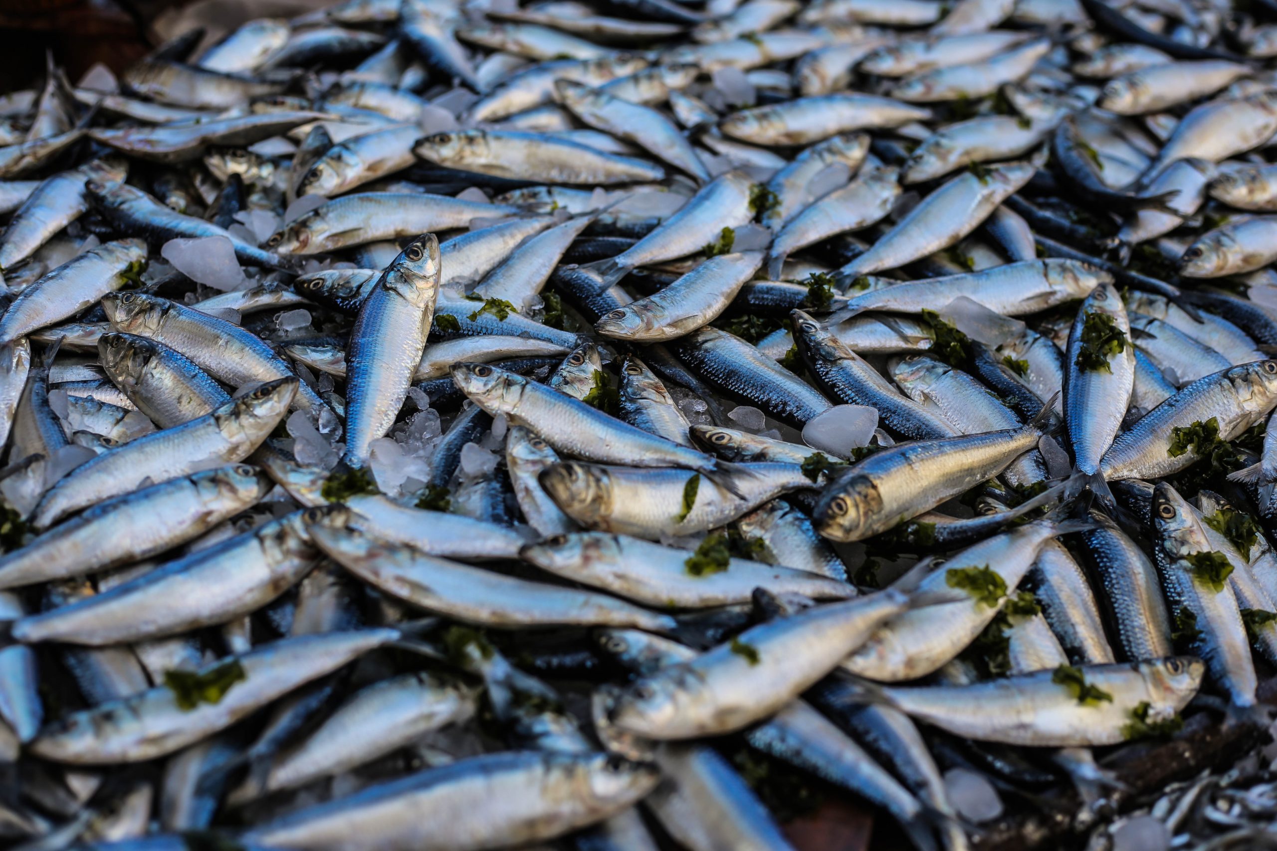 Lydia Chaparro: «El 93% de las poblaciones de pescado en el Mediterráneo están sobreexplotadas»
