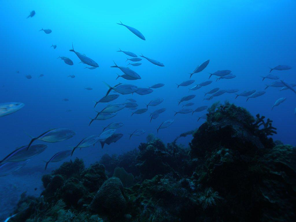 The economic benefits of Marine Protected Areas