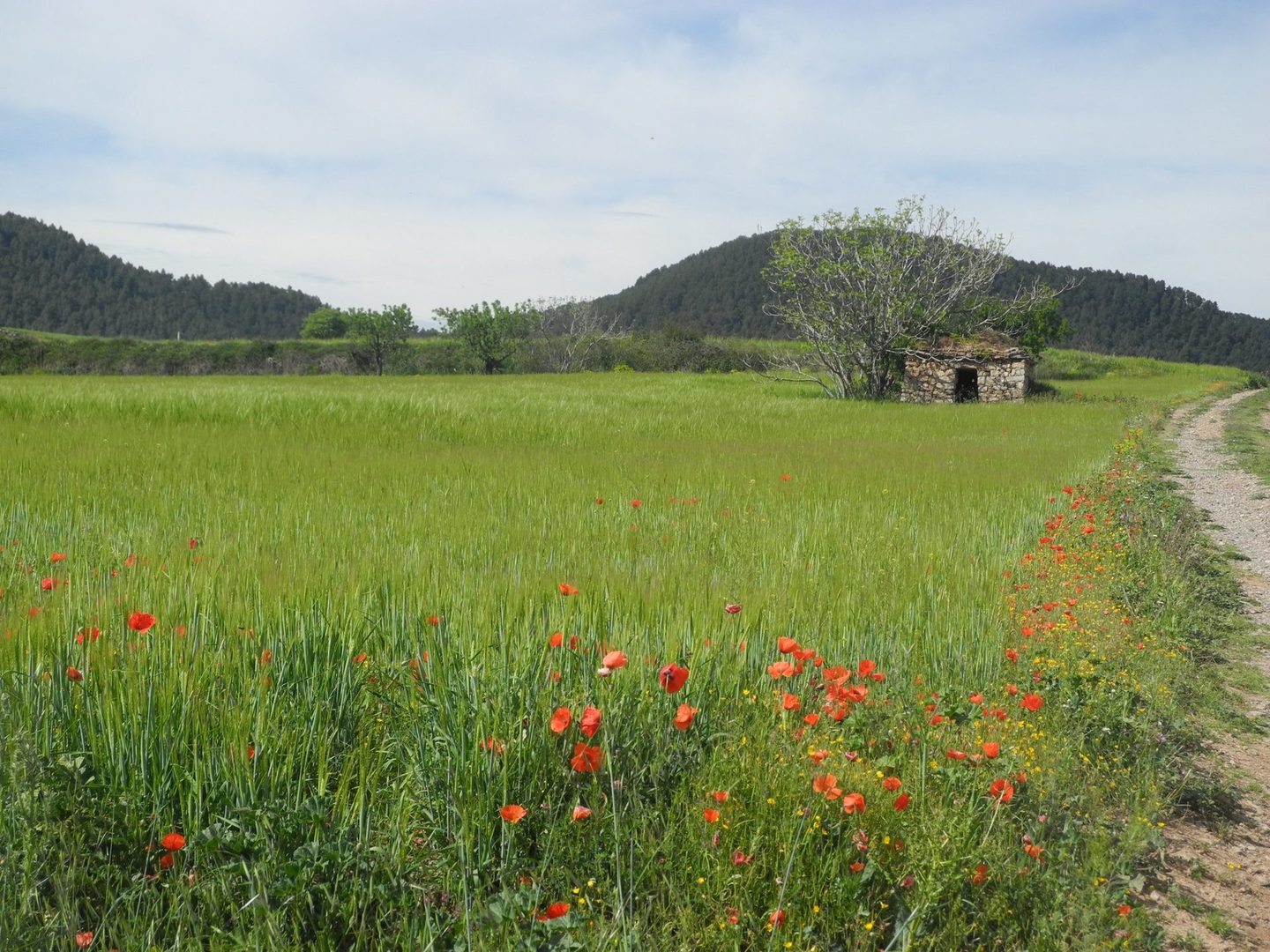 Análisis de los beneficios que reportará la implementación de la Estrategia del Patrimonio Natural y la Biodiversidad de Cataluña