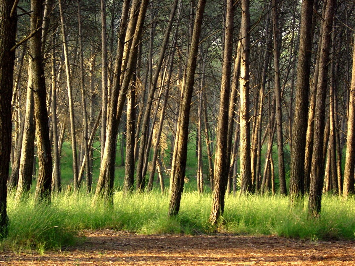 Instrumentos económicos de política forestal