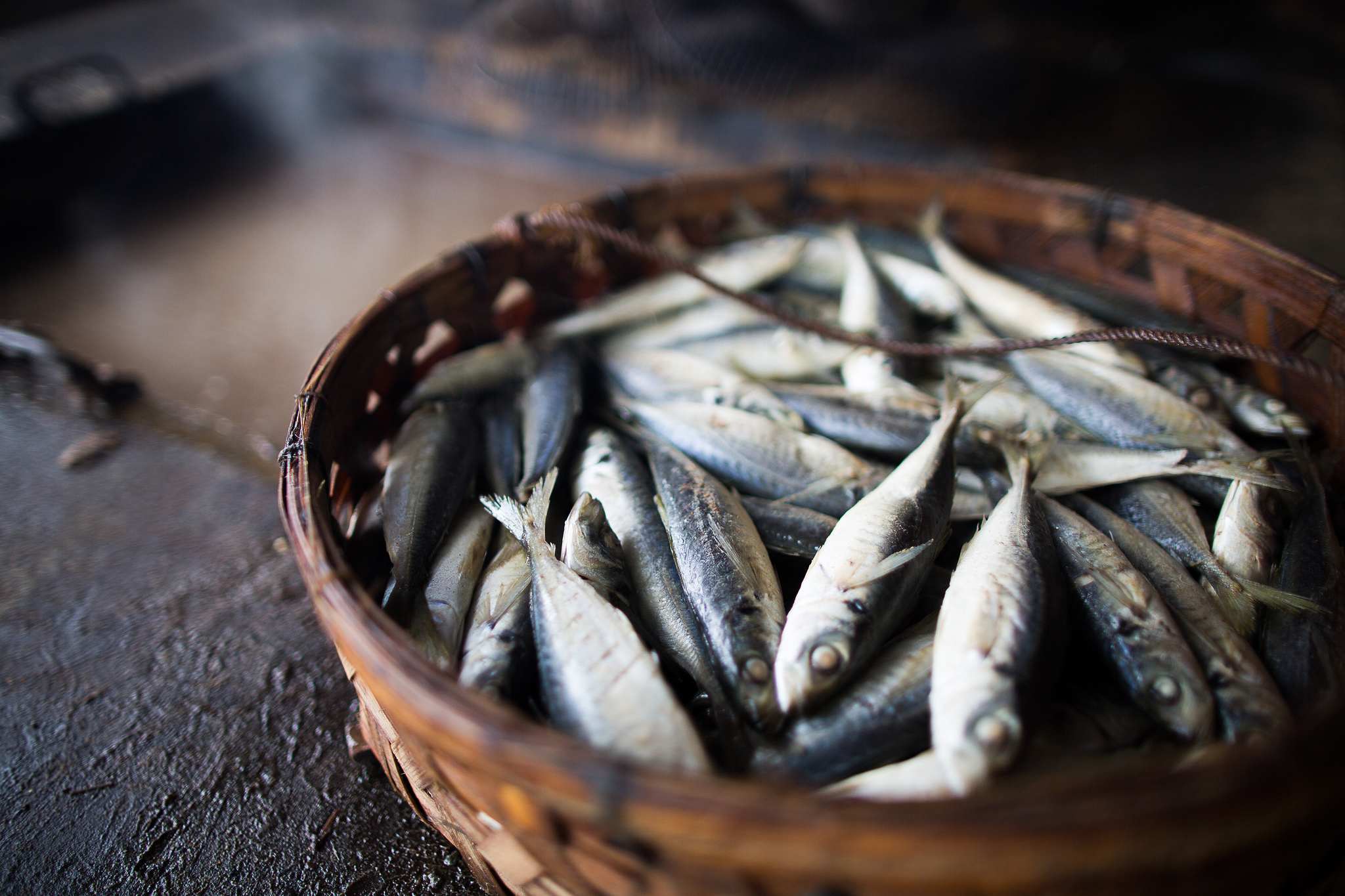 Les organitzacions ecologistes lamenten que el Ministeri reobri la pesca de la sardina ibèrica tot i estar a la vora del col·lapse