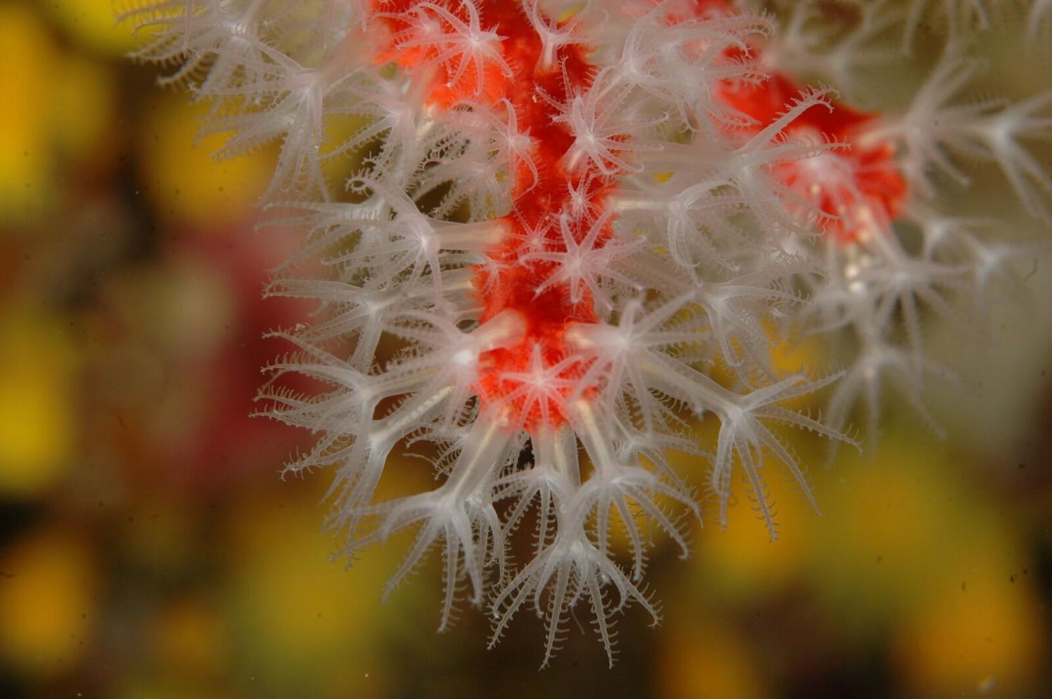 Nuevo artículo de Lydia Chaparro (ENT) sobre la situación crítica del coral rojo