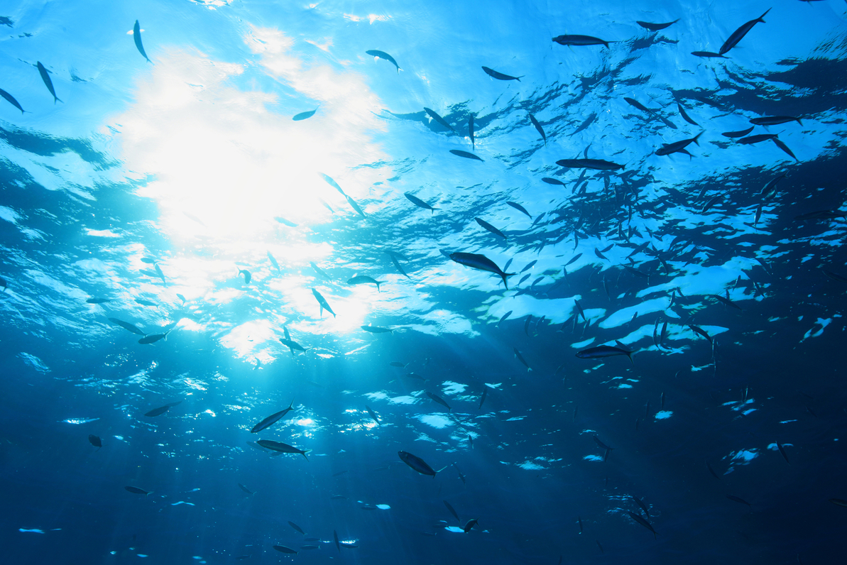 La Fundación ENT publica un documento en el que se analiza detalladamente la sostenibilidad de las poblaciones de peces en la UE
