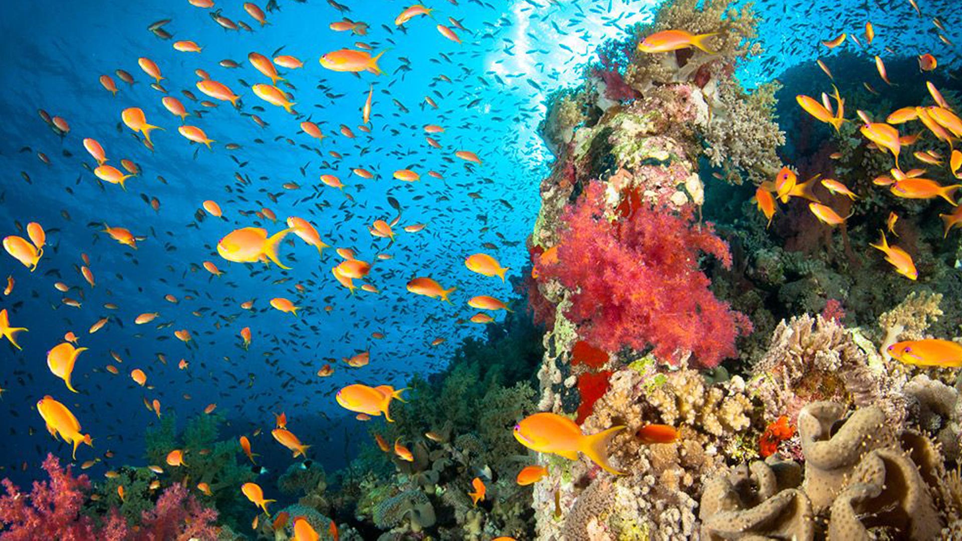 Protegiendo los ecosistemas marinos vulnerables y los hábitats de especial interés pesquero en el Mediterráneo