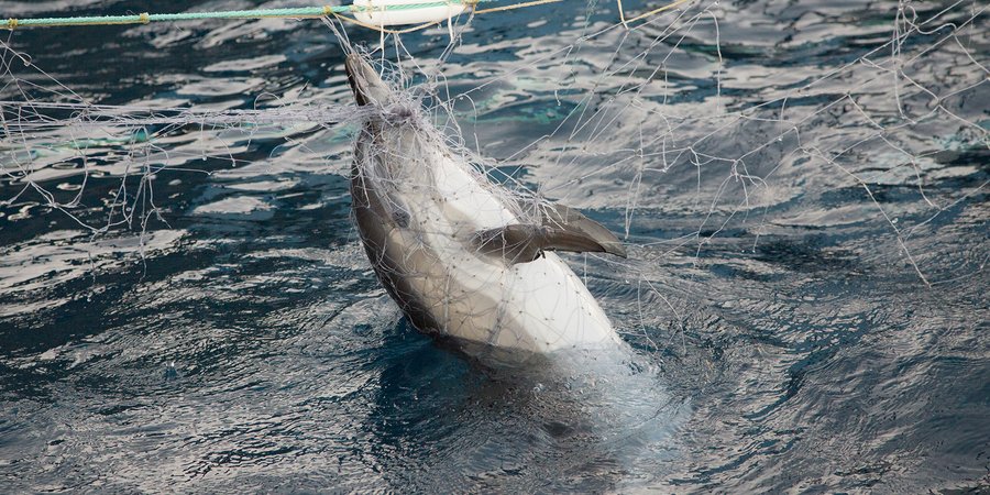 La Fundació ENT se une a la denuncia pública contra 15 gobiernos de la UE por el gran número de cetáceos muertos