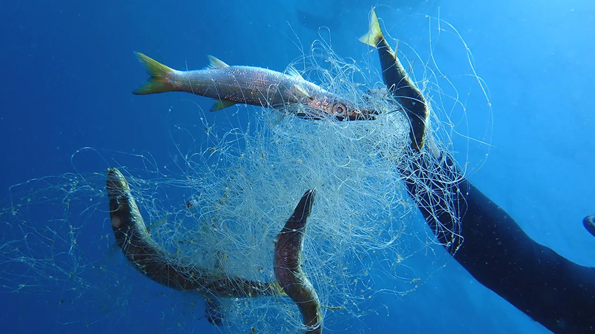 ENT ends the project “Global Ghost Gear Initiative” evaluation