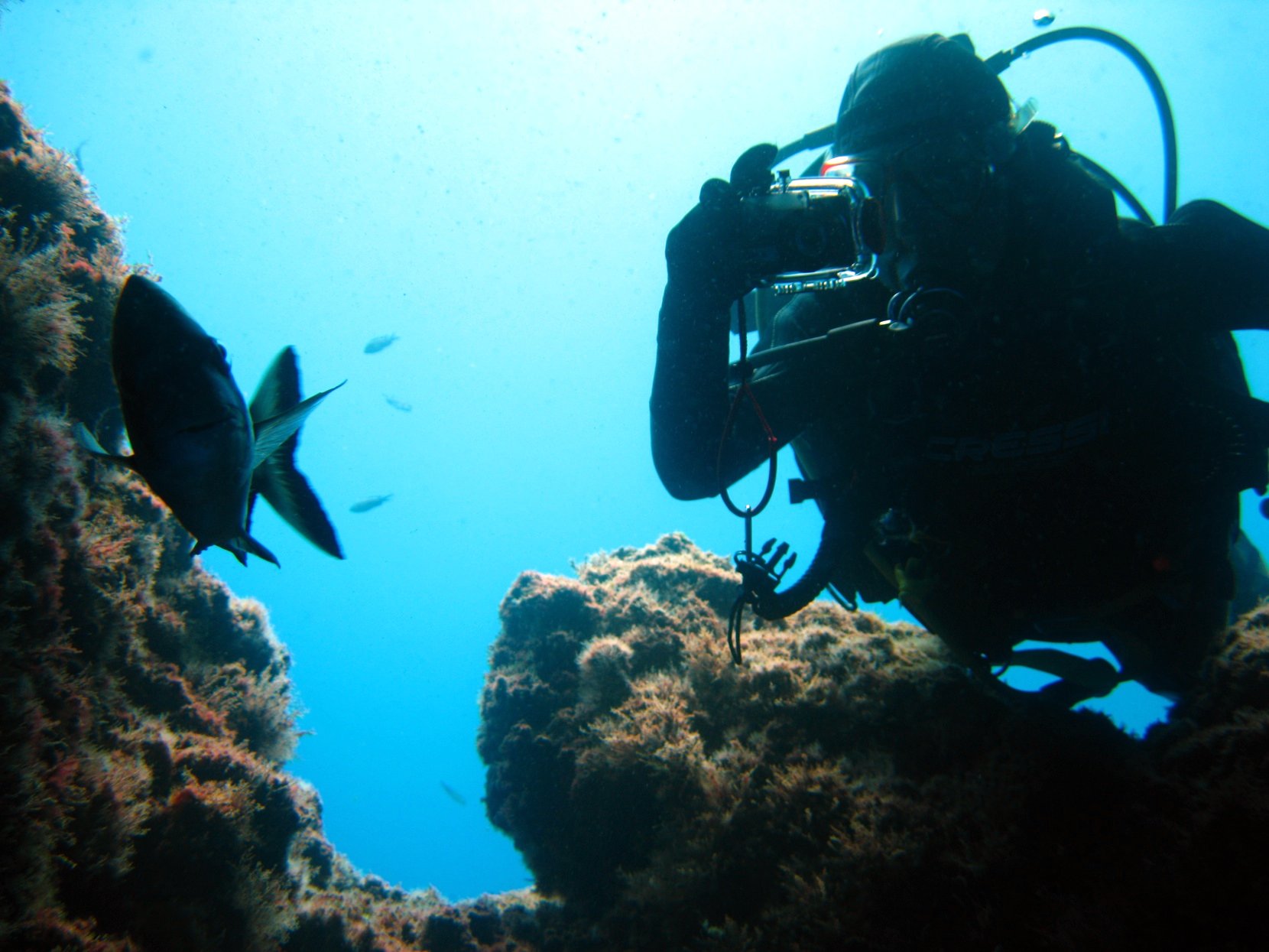 Luís Campos (ENT) participates in a new article on the involvement of divers in the development of sustainable tourism