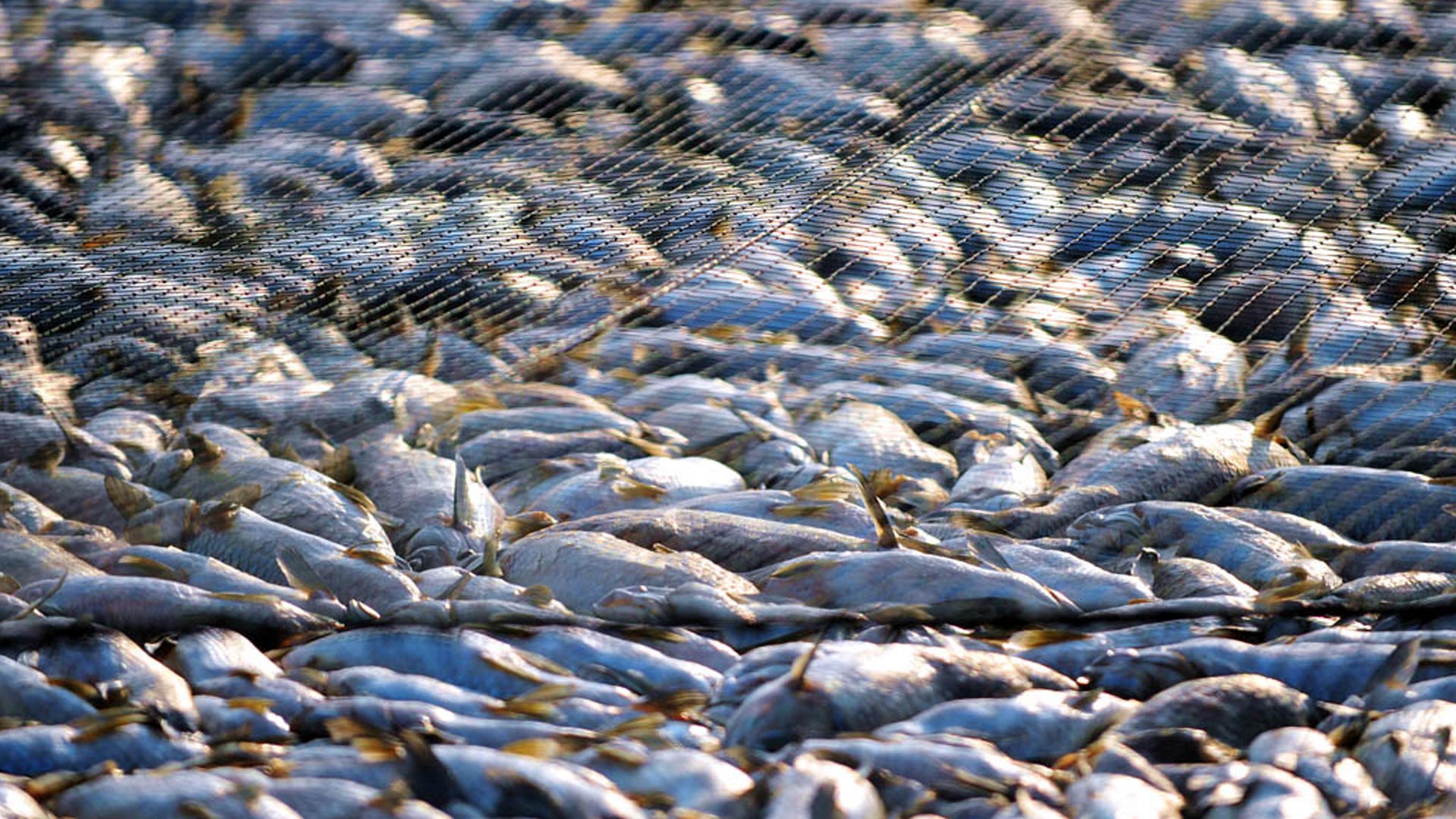 End overfishing in the Northwest European waters