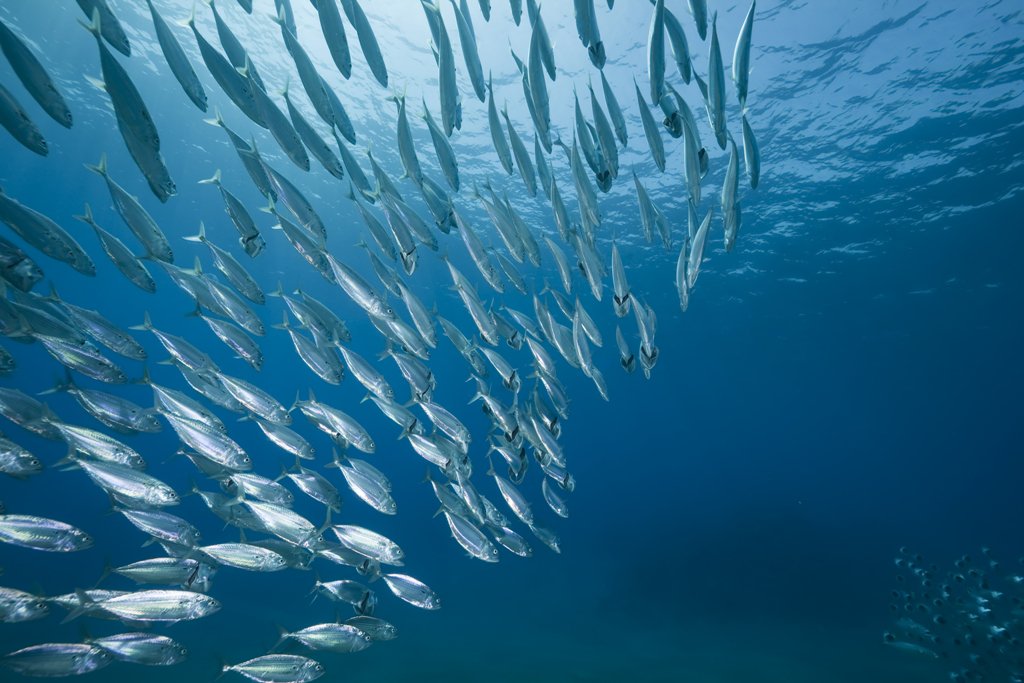 La Fundació ENT se une a las 109 organizaciones de todo el mundo que exigen el fin de las subvenciones perjudiciales a la pesca