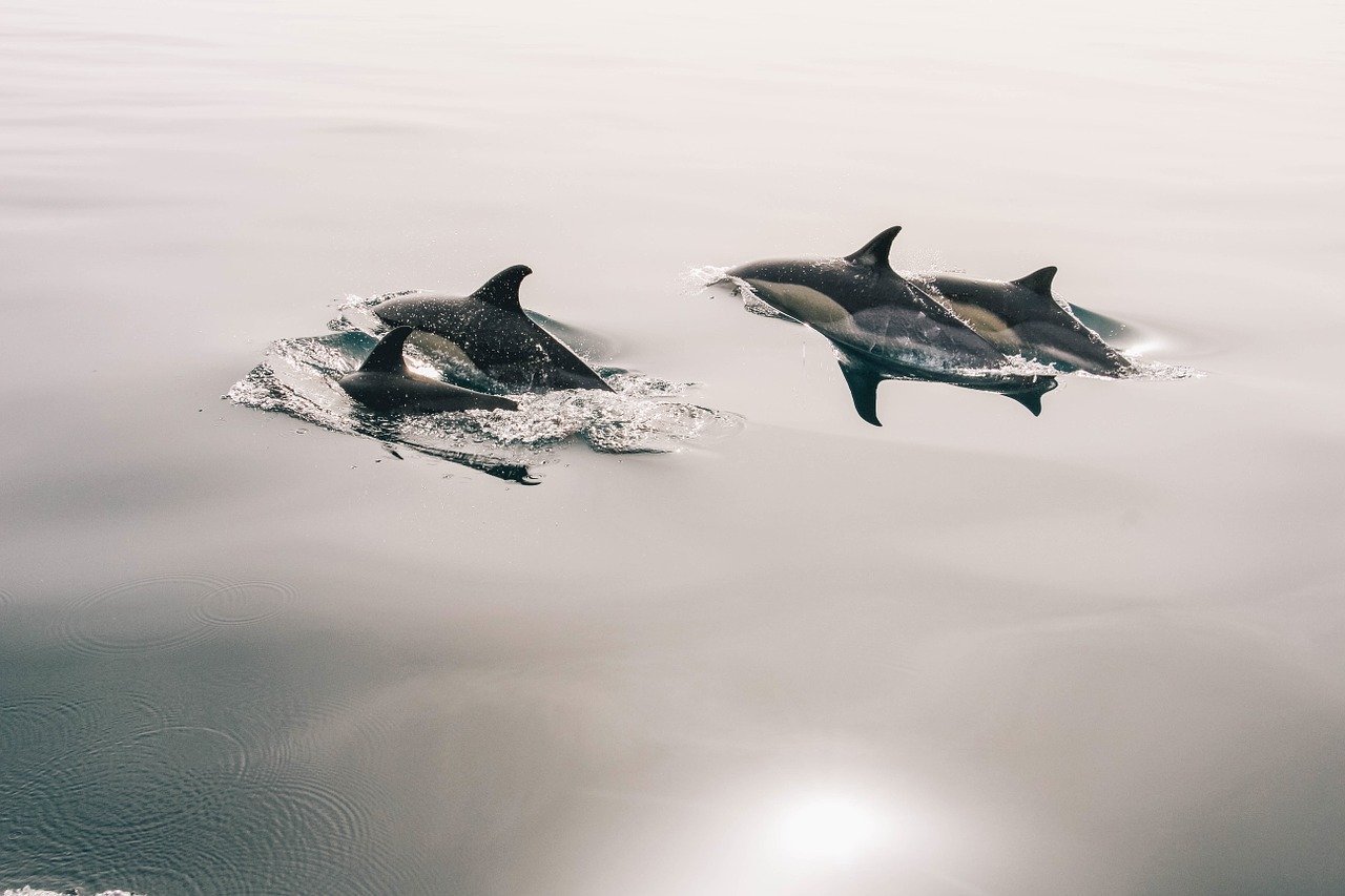 El Consell Internacional per a l’Exploració de la Mar sol·licita mesures immediates per reduir les captures accidentals de cetacis