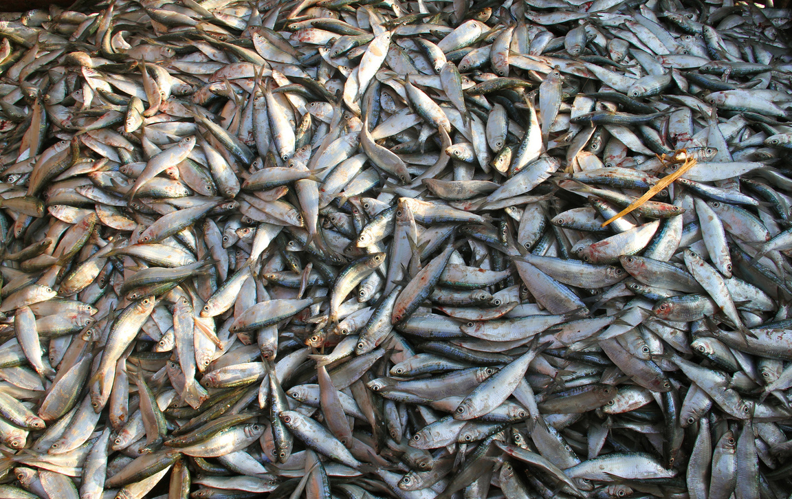 Un informe revela cómo las subvenciones de la UE están impulsando la sobrepesca