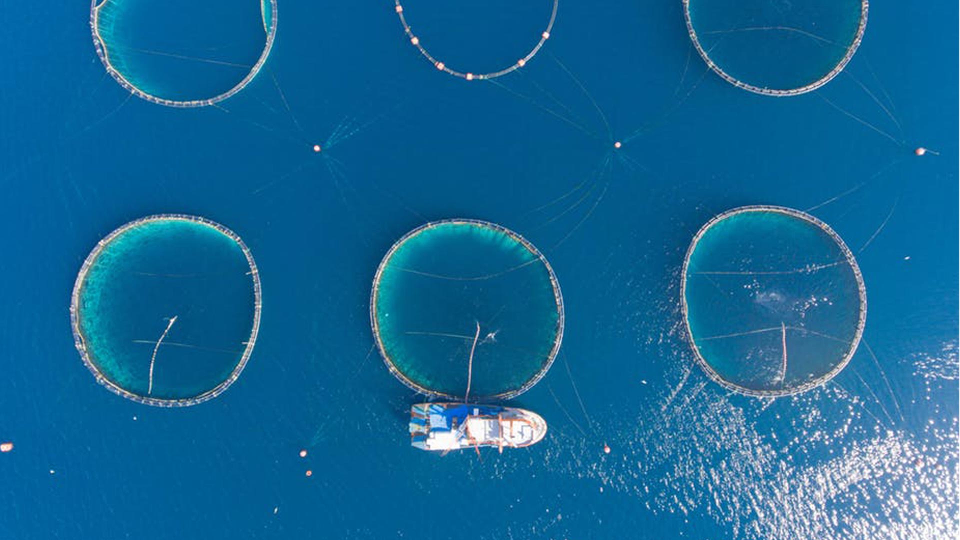 The expansion of intensive marine aquaculture in Turkey: The next‐to‐last commodity frontier?