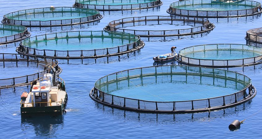 ENT s’encarrega del suport tècnic al projecte BLUEFASMA d’economia circular en el sector de la pesca i l’aqüicultura