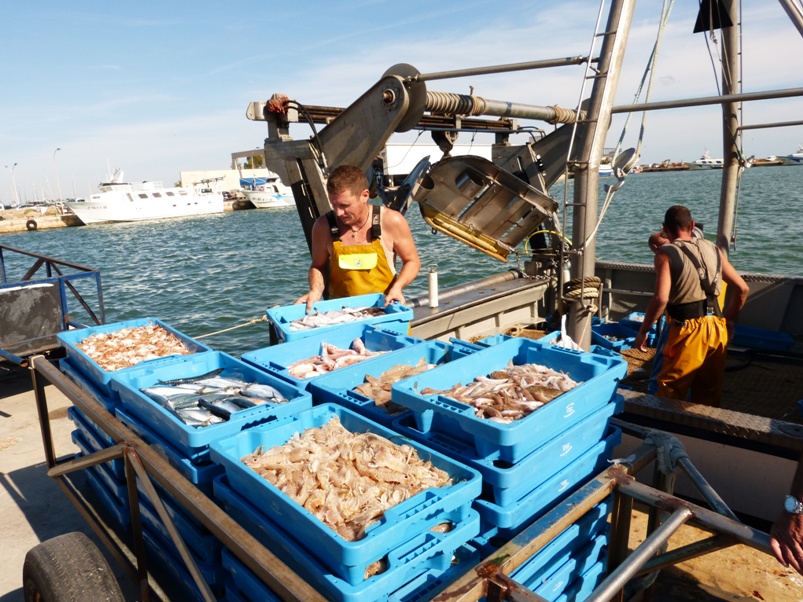 Local fishers experience can contribute to a better knowledge of marine resources in the Western Mediterranean Sea