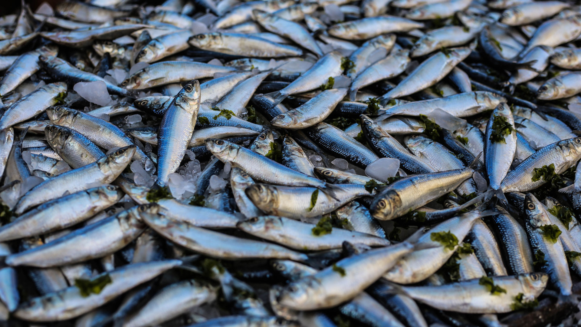 El derroche alimentario en el ámbito de la pesca en Cataluña