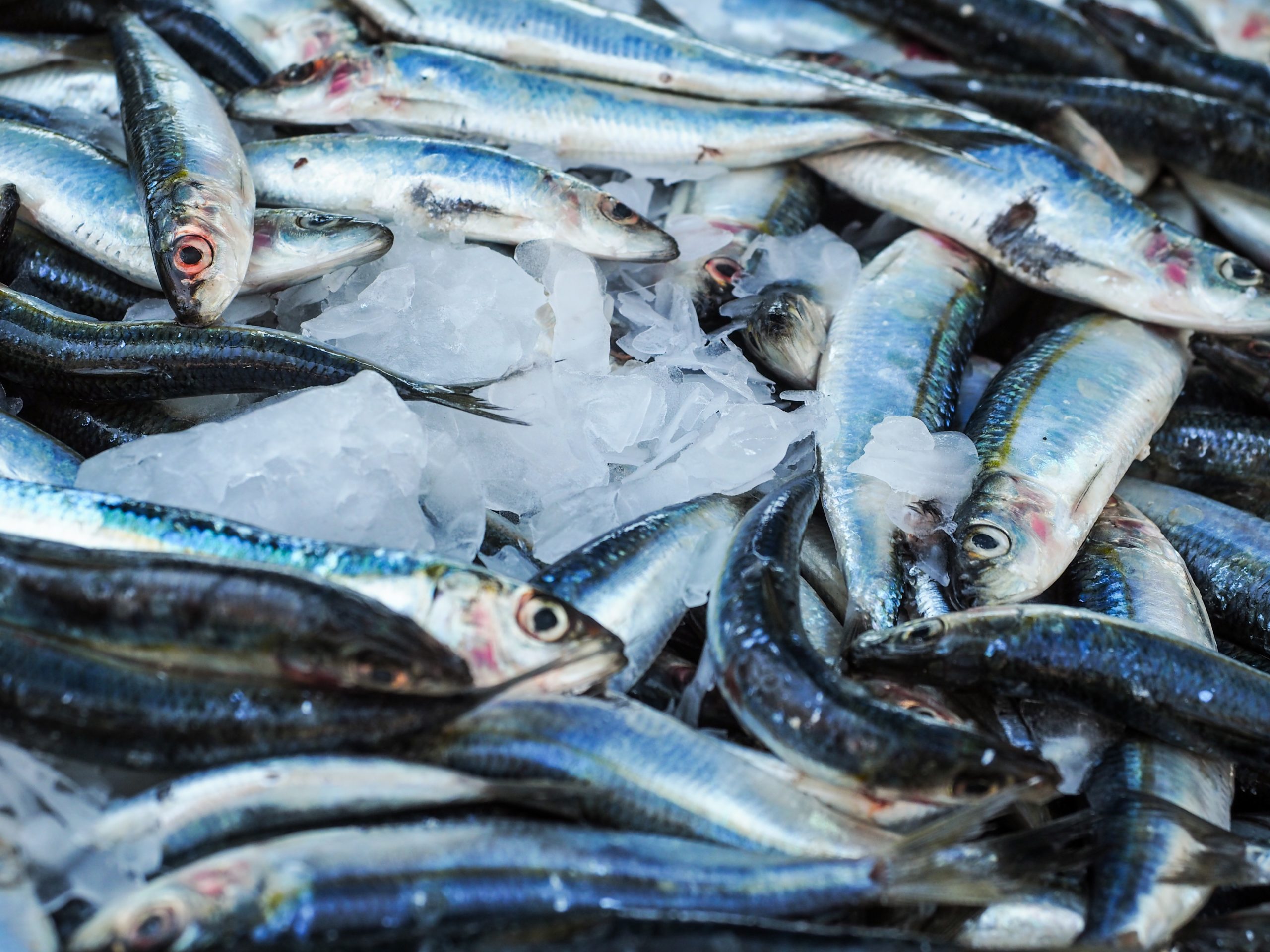 Continuamos con la identificación de experiencias para reducir el desperdicio de pescado