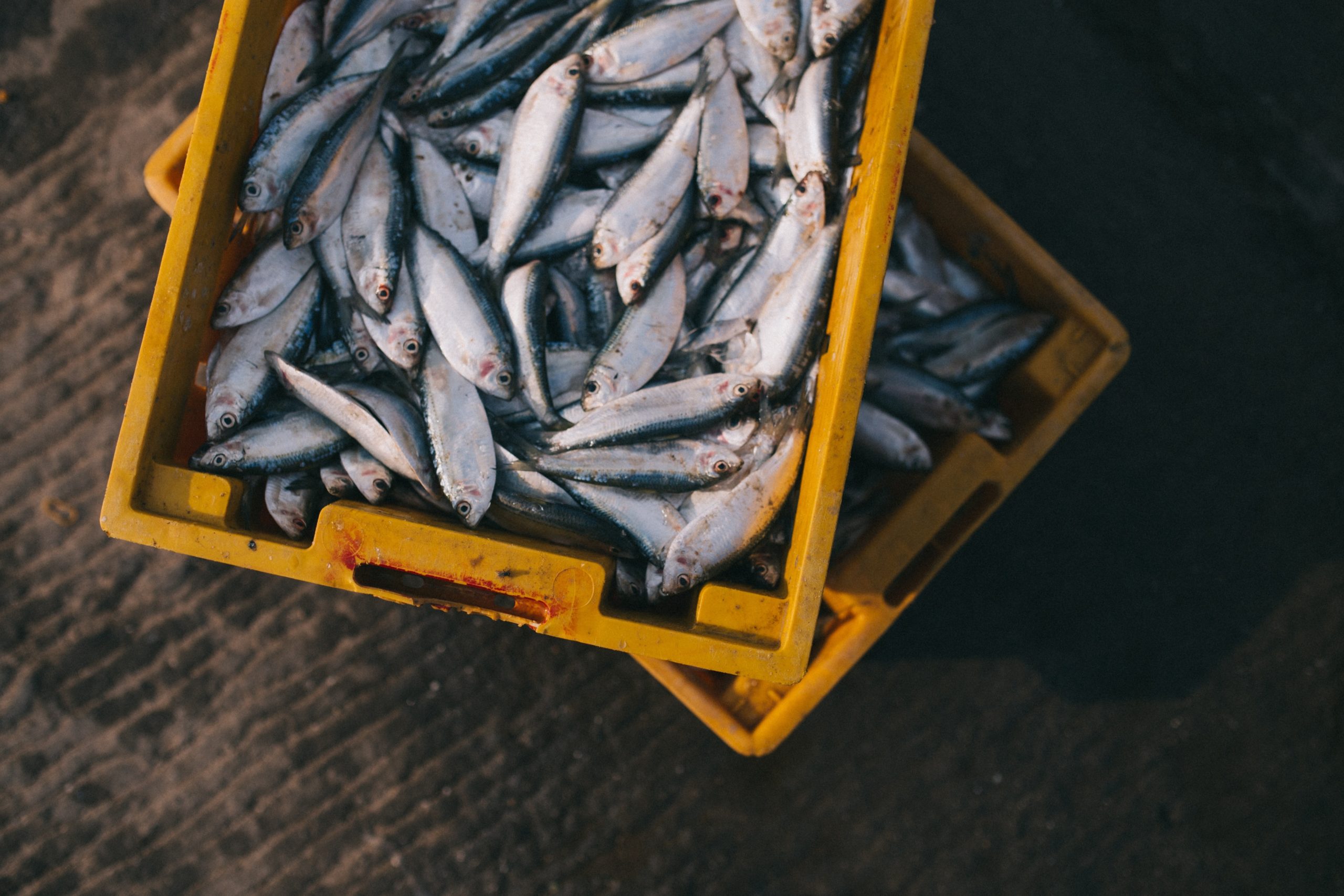 PensamENTs de novembre sobre malbaratament alimentari en productes de pesca
